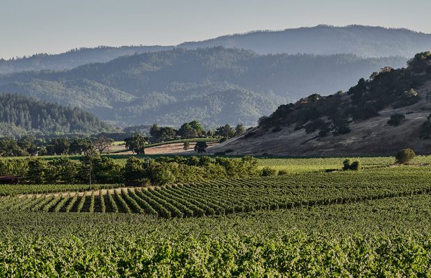 Napa Lawyers